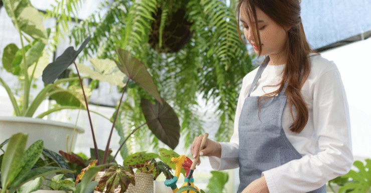 Reviva suas plantas