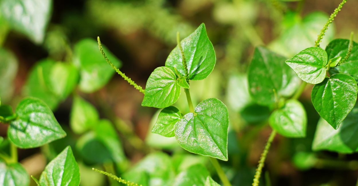 como cuidar de plantas peperomia
