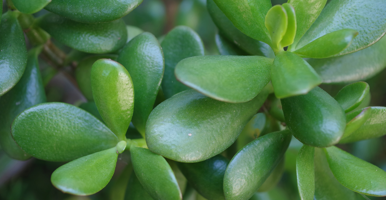 Planta Jade