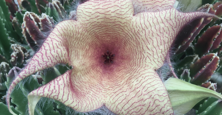 Stapelia gigantea