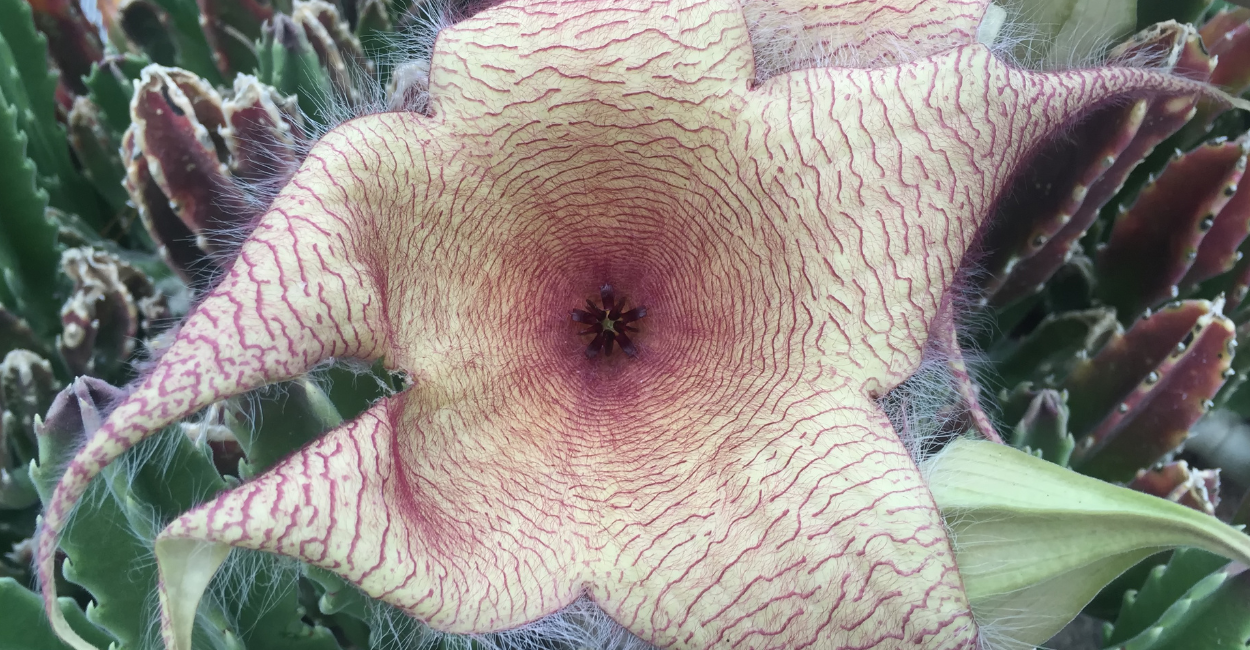 Stapelia gigantea