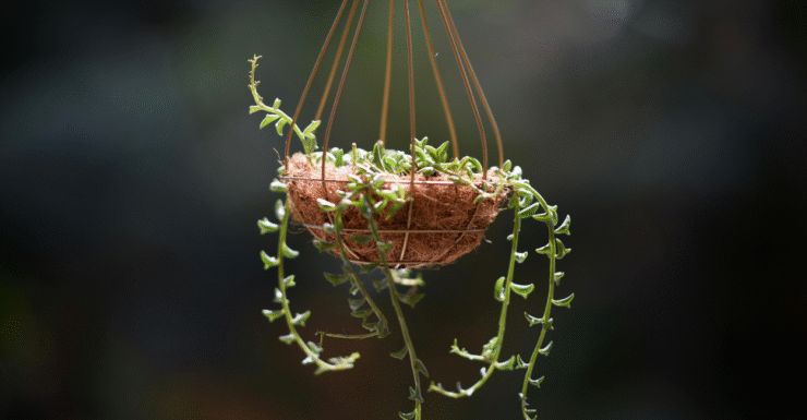 plantas pendentes