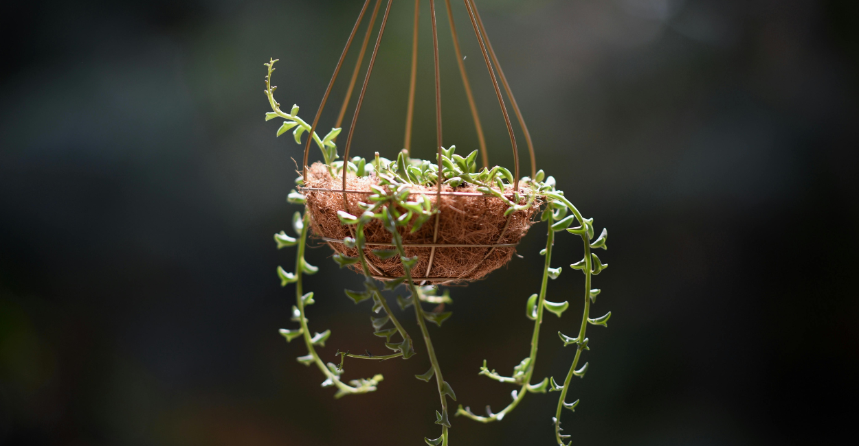 plantas pendentes