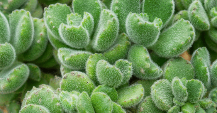Suculenta Pata de Urso