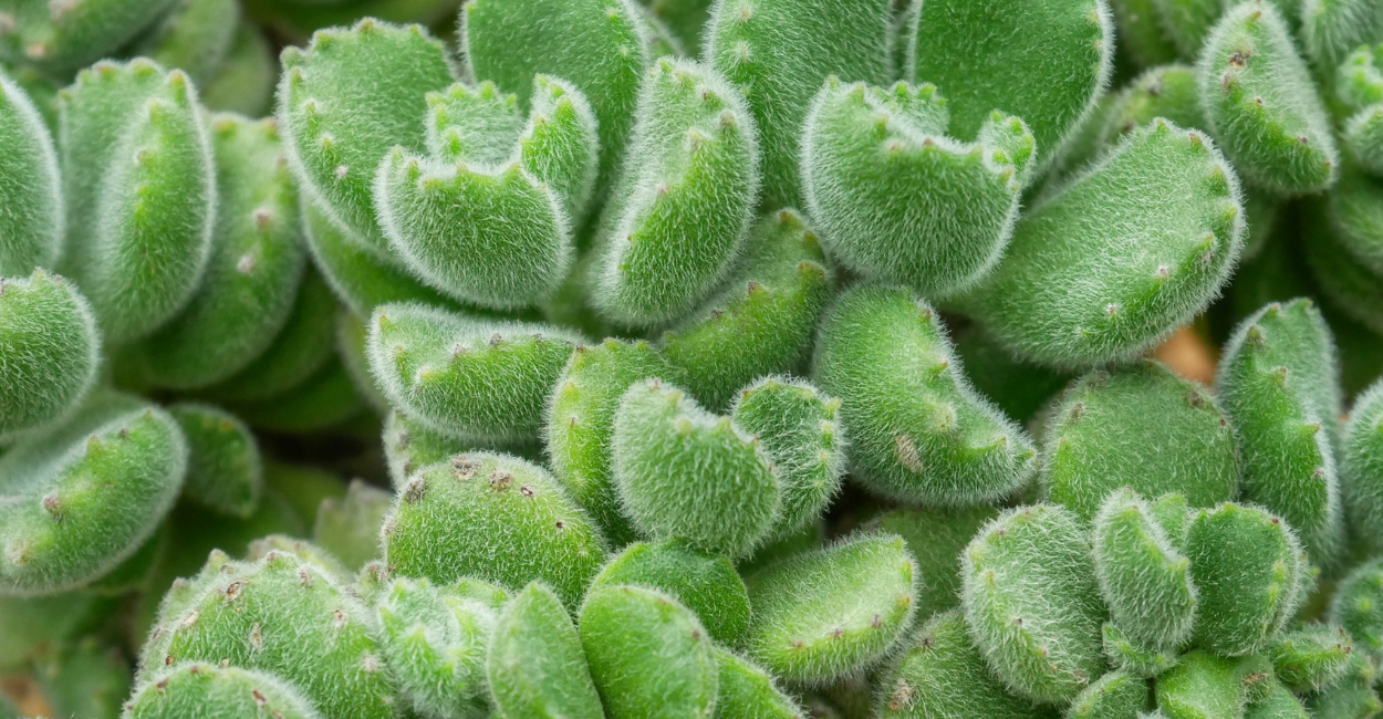 Suculenta Pata de Urso