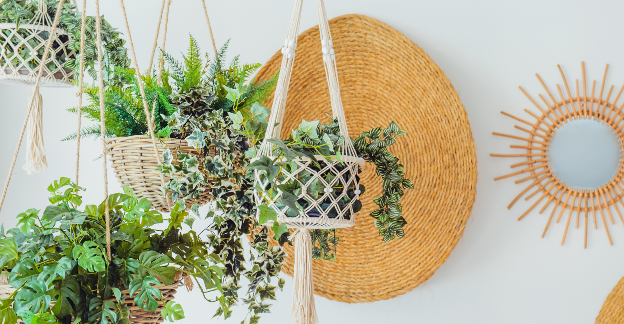 Plantas pendentes