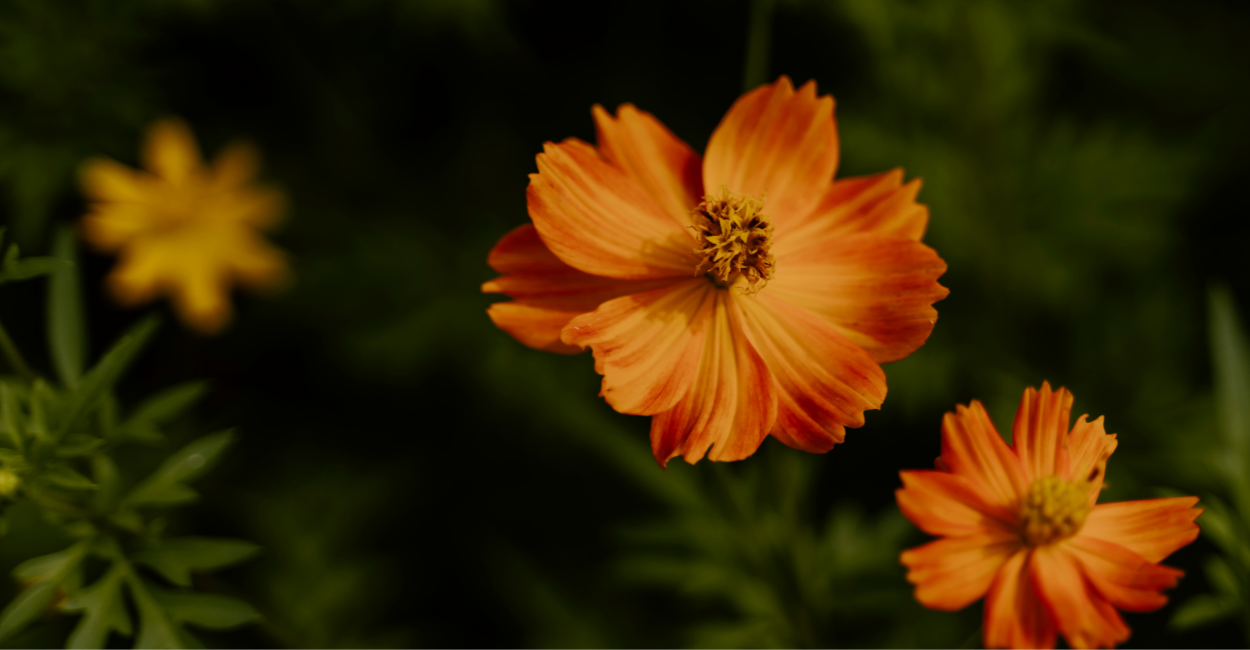 Como cuidar Flor primavera
