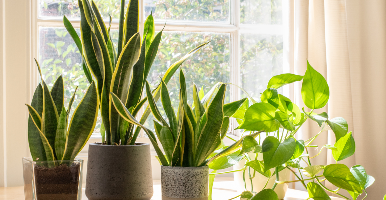 Plantas ideais para apartamento