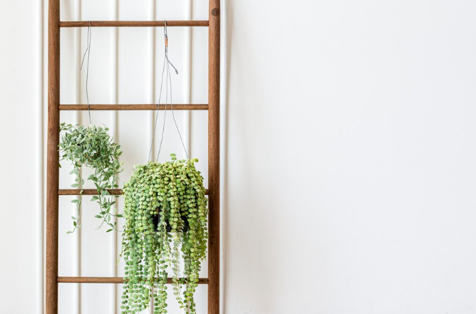 Plantas pendentes: