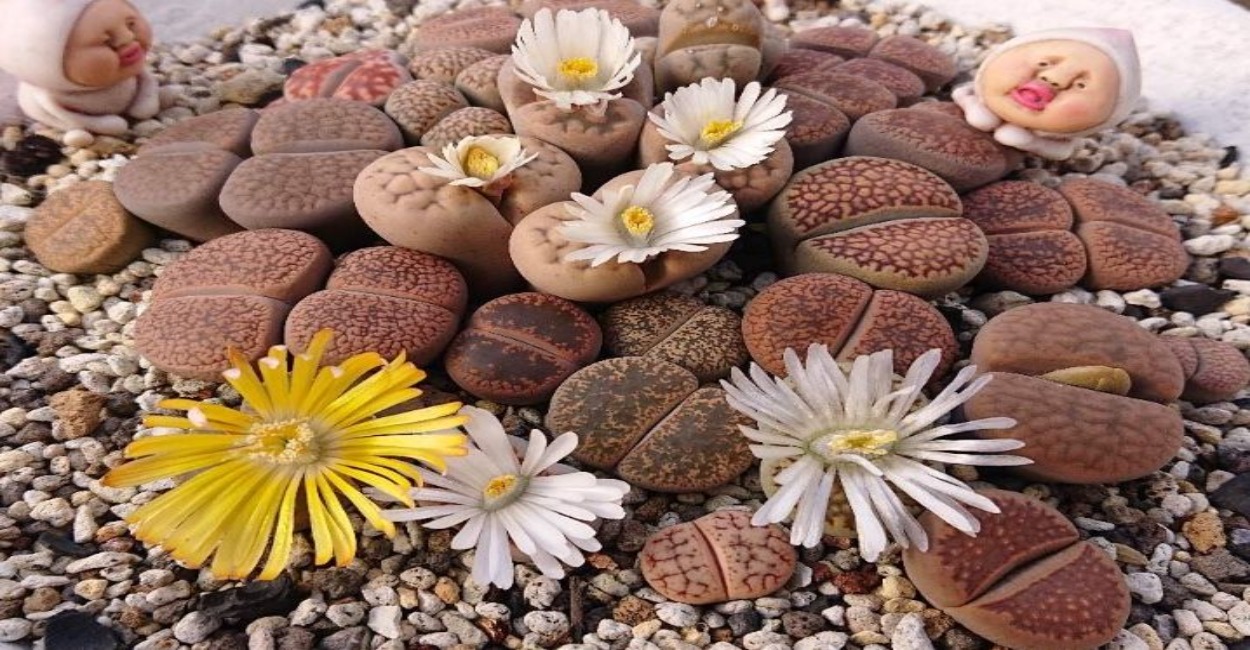 Lithops