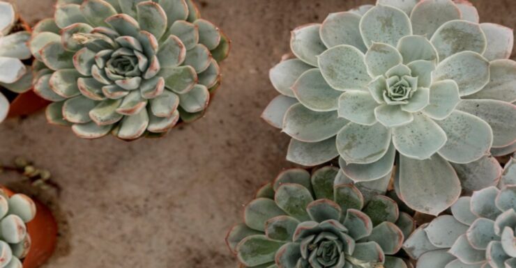 Sedeveria Letizia