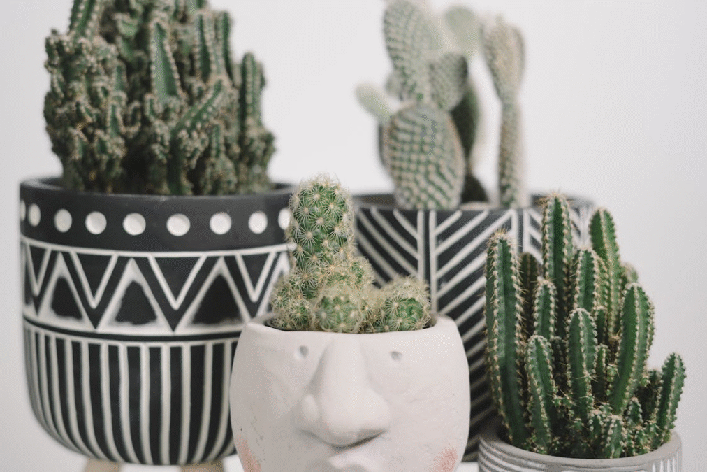 cactos em vaso