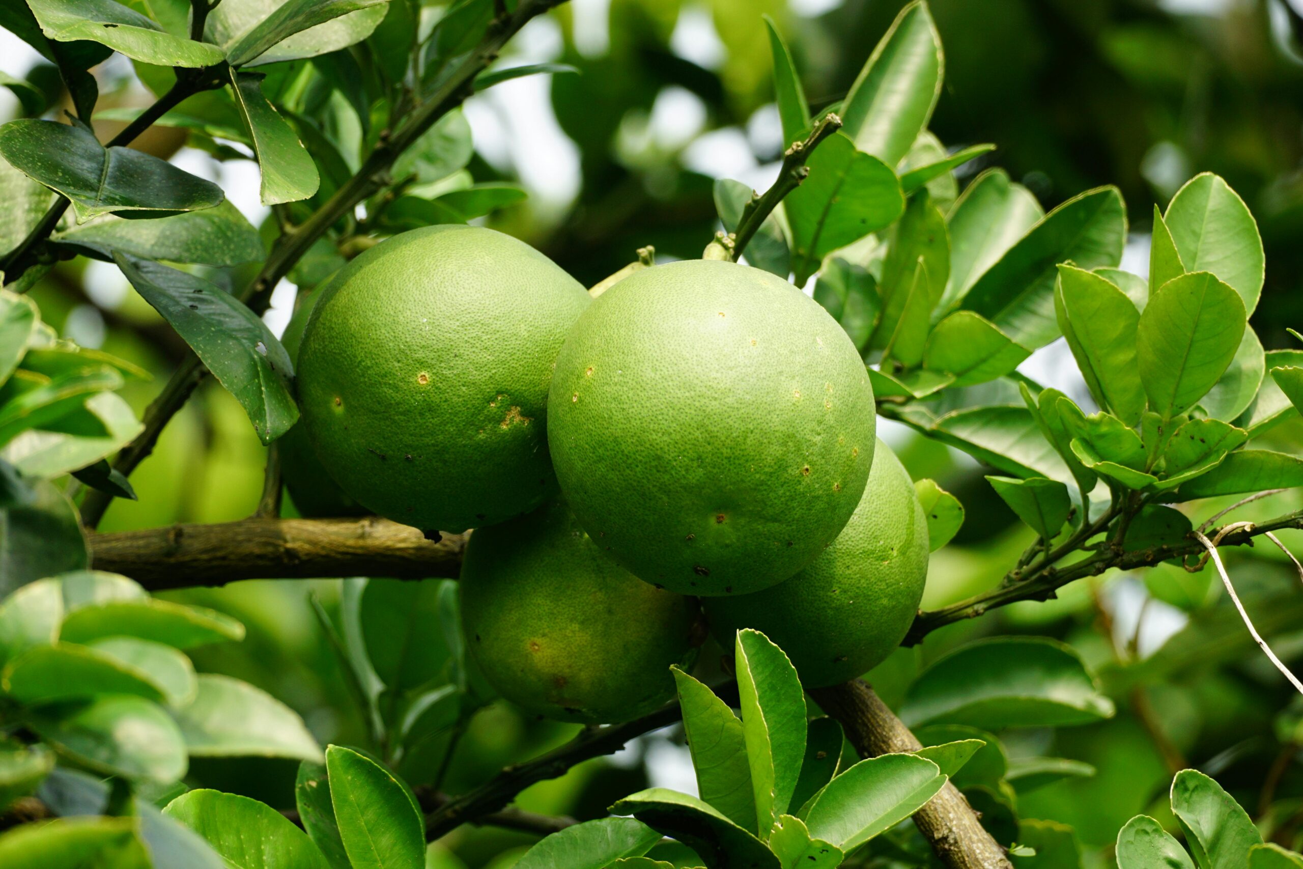 Árvores frutíferas