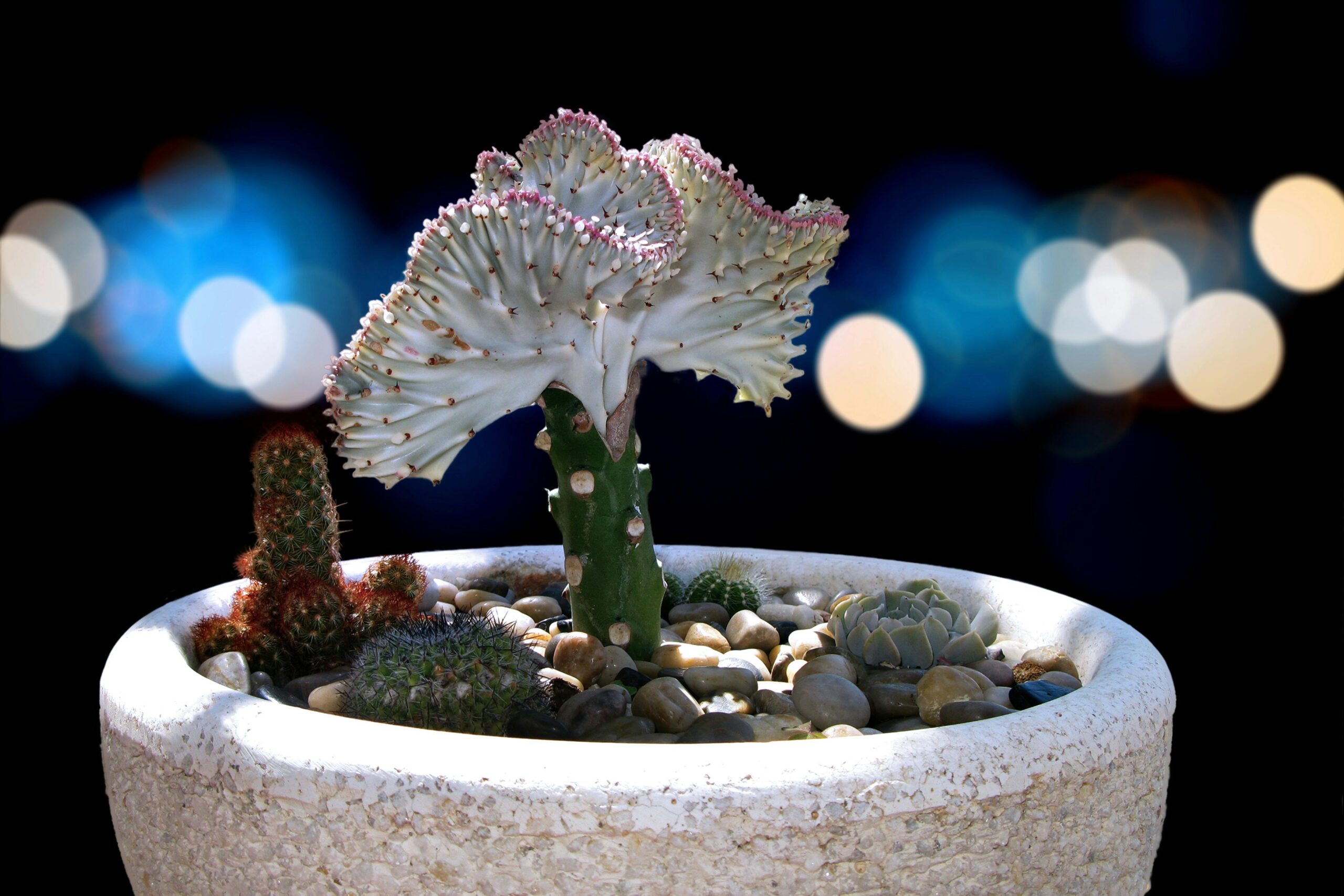 Euphorbia Lactea
