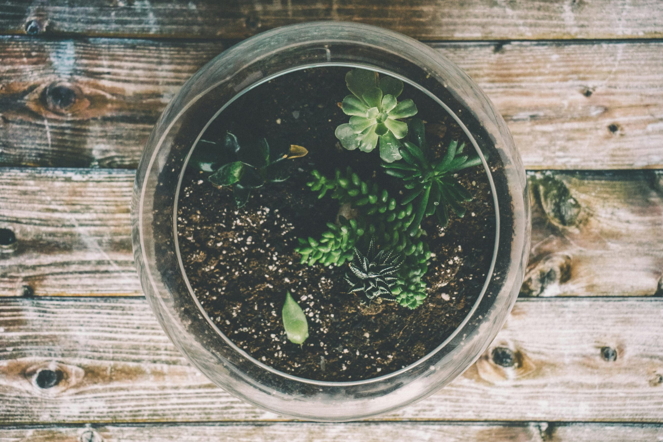Terrário fechado em casa