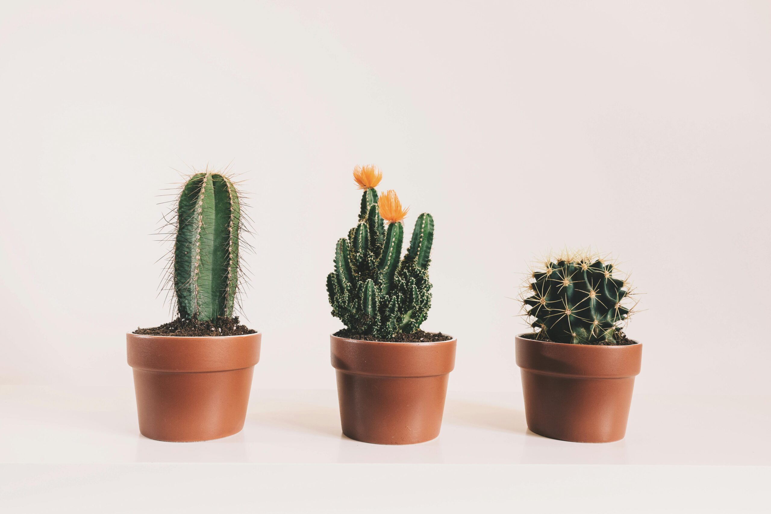 mitos sobre cactos