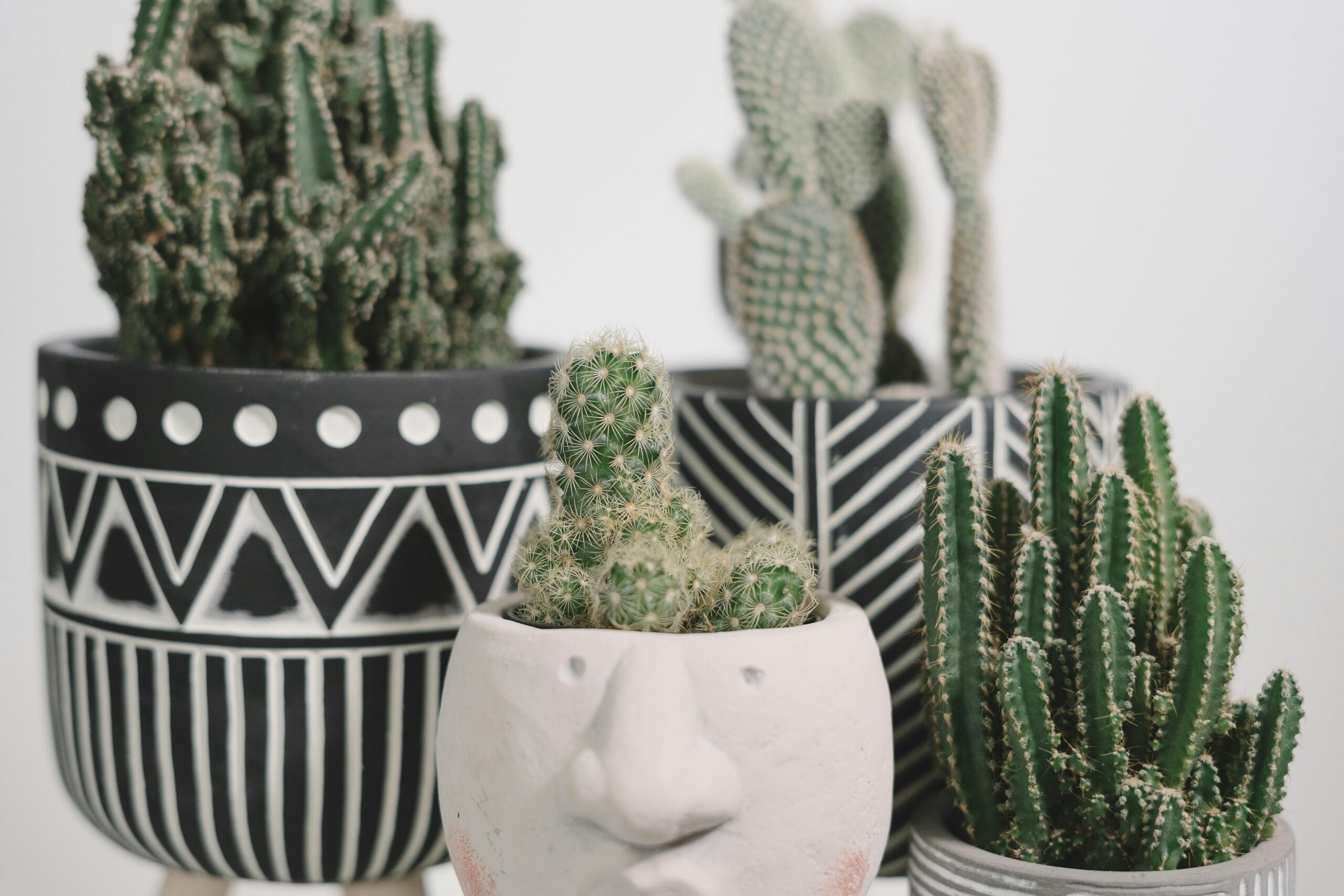 cactos em vaso