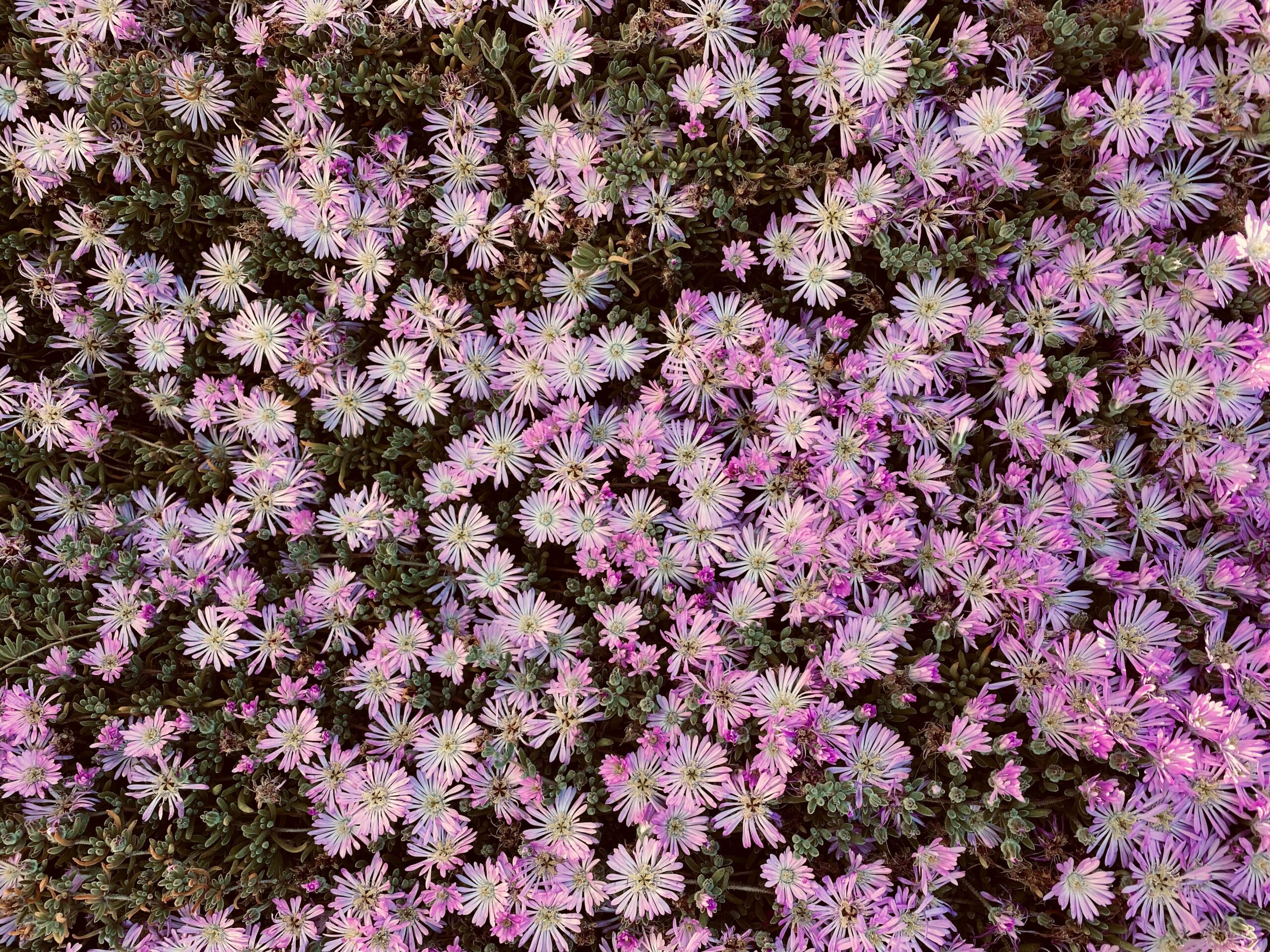 Drosanthemum floribundum