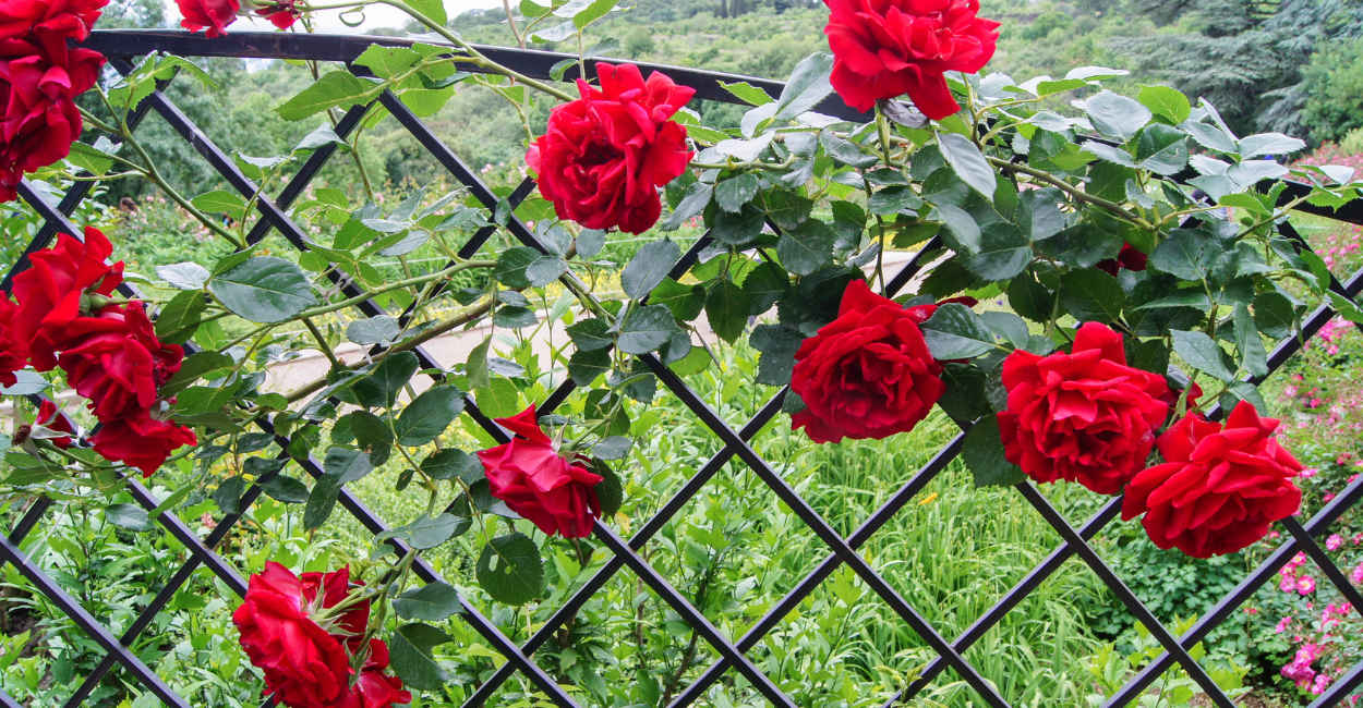 Flores no frio