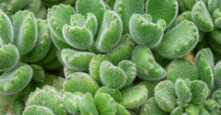 Suculenta Pata de Urso