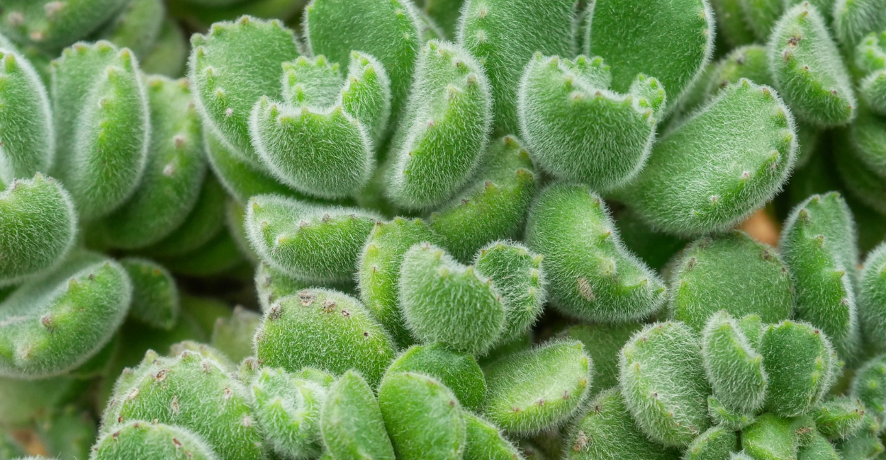 Suculenta Pata de Urso
