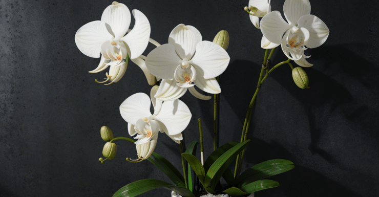Orquídeas para Presente