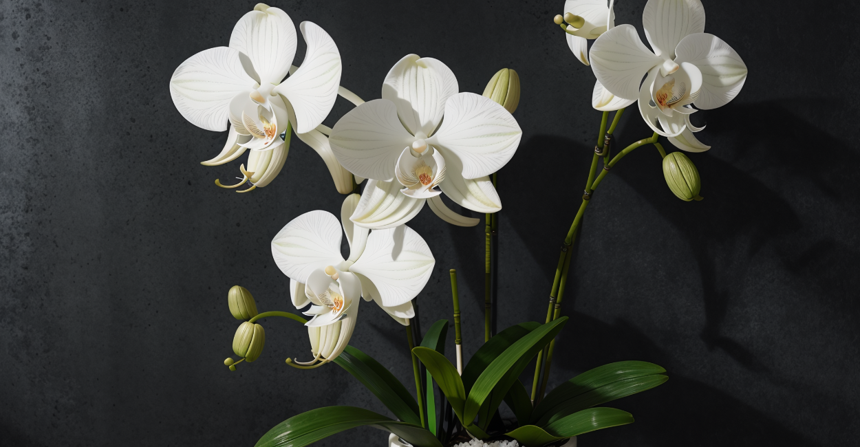 Orquídeas para Presente