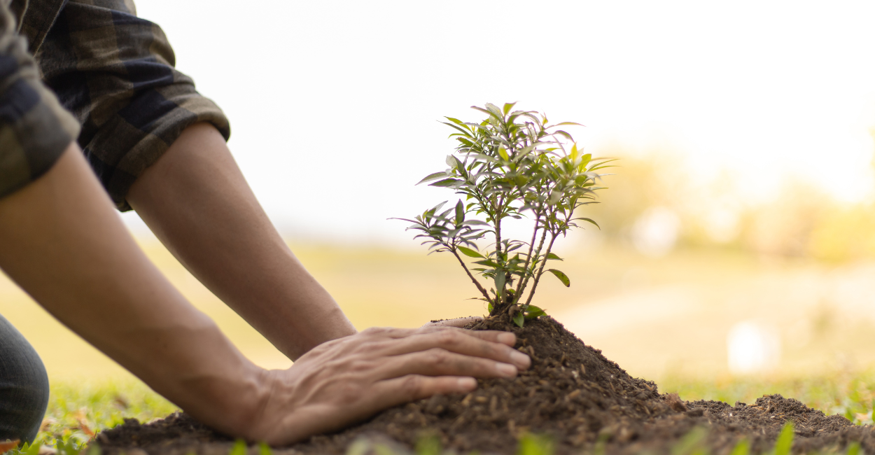 5 plantas perfeitas para proteger seu solo