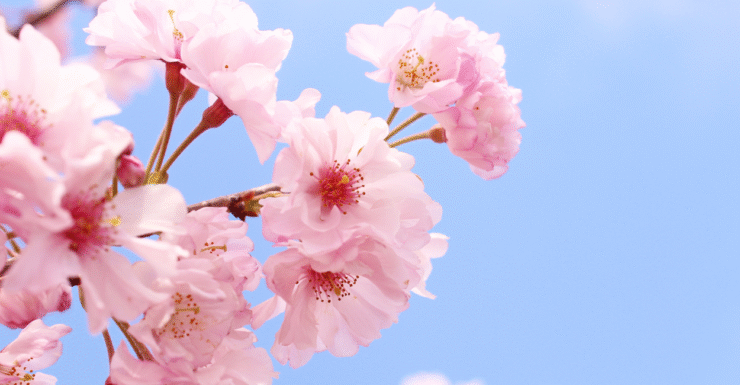 Flores de cerejeira