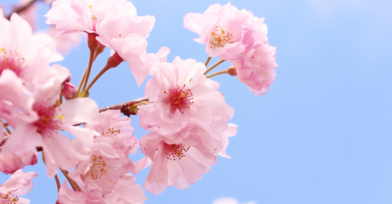 Flores de cerejeira