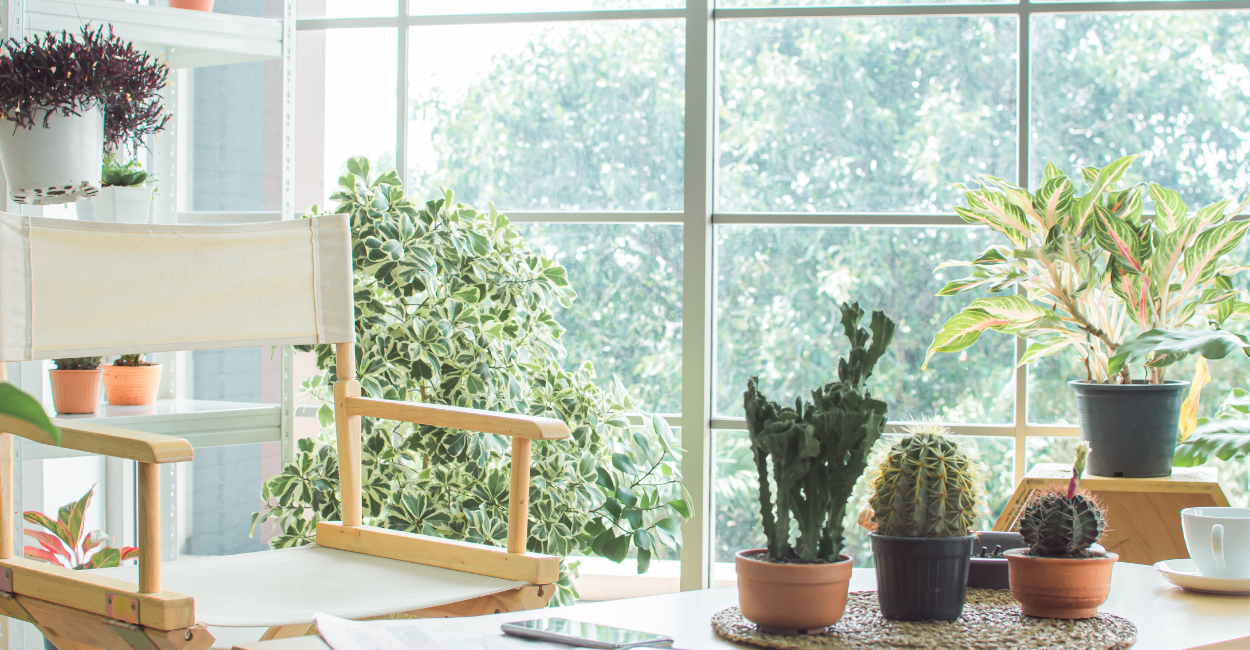 Plantas elegantes