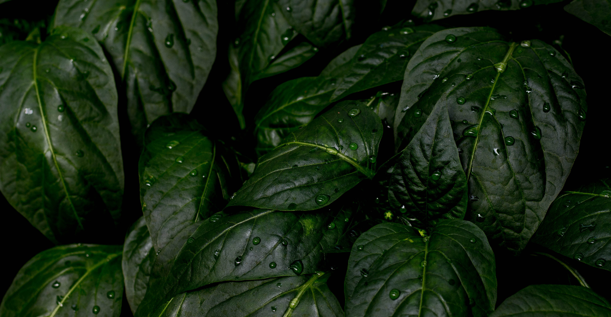 2 de julho: proteja suas plantas das pragas e doenças comuns