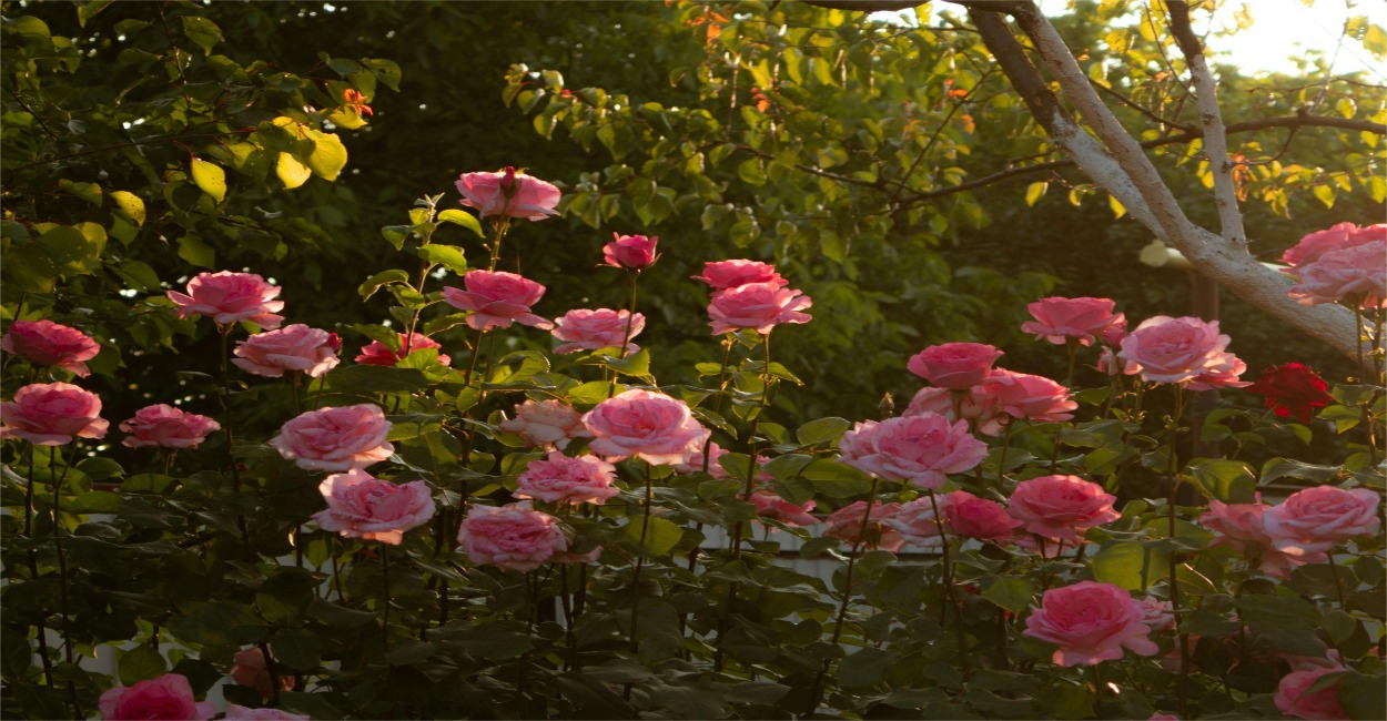 Cuidados com rosas
