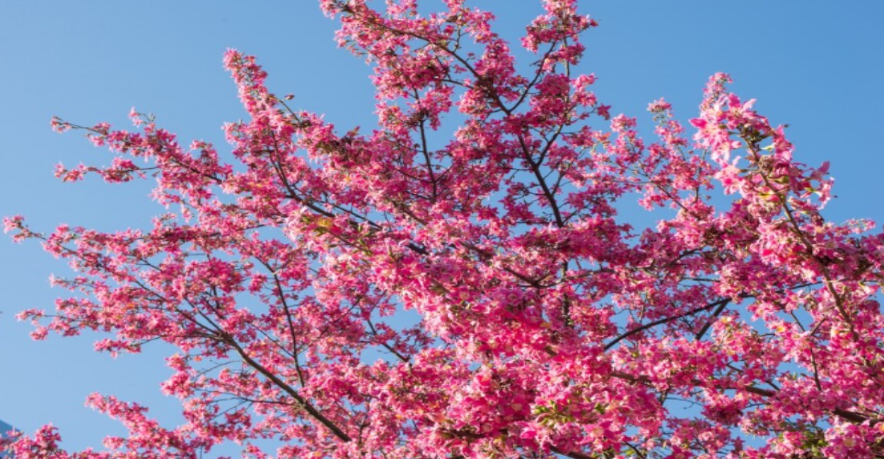 Flores de Cerejeira
