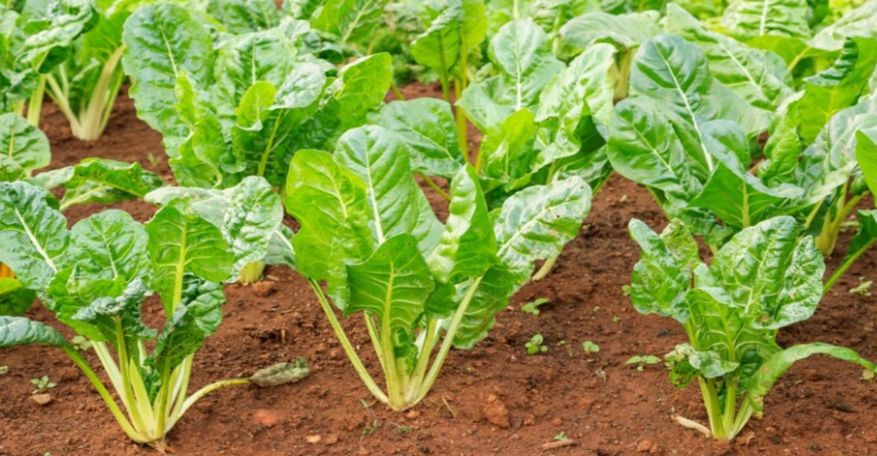 Hortaliças e Frutas