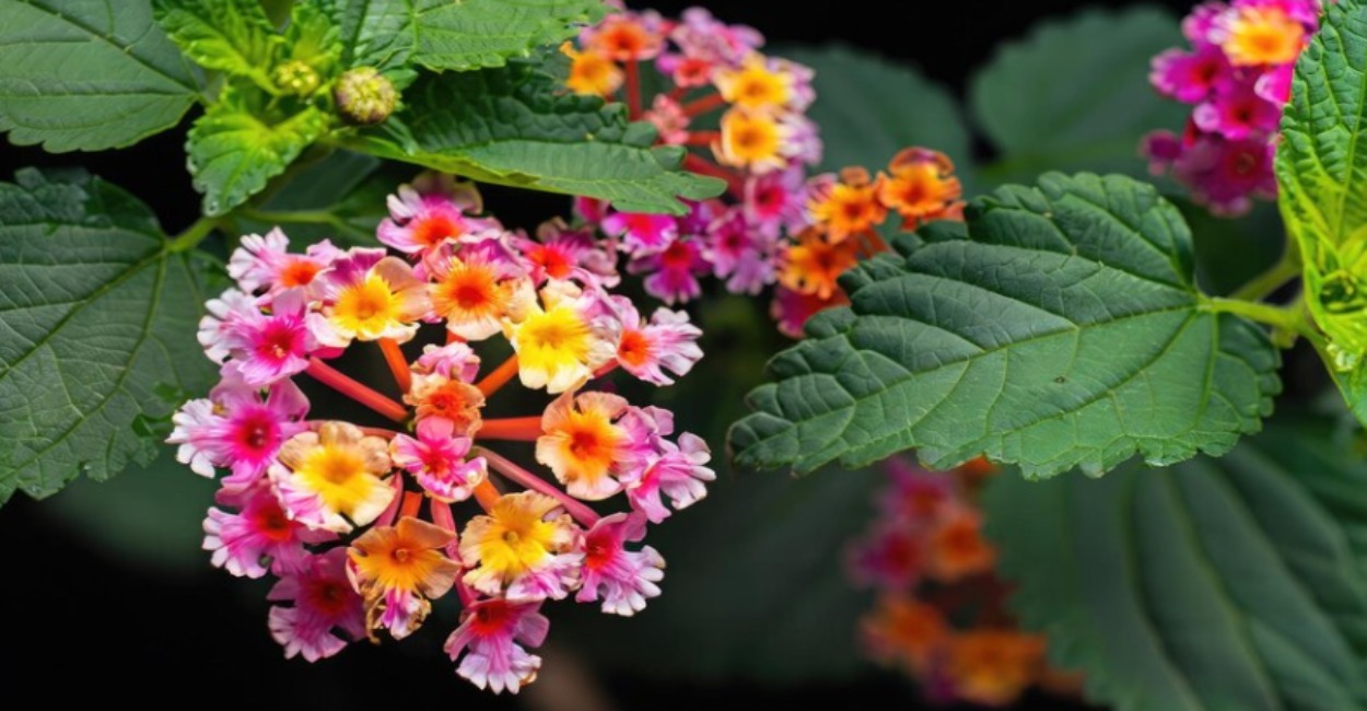 Plantas que Amam o Sol
