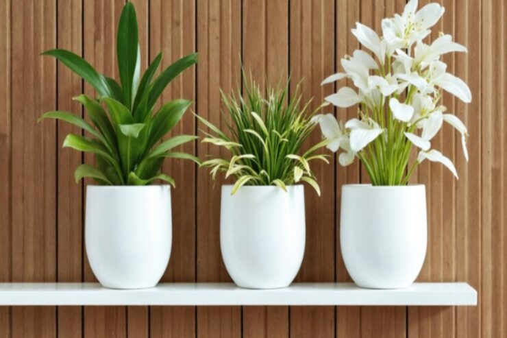 Plantas do Inverno