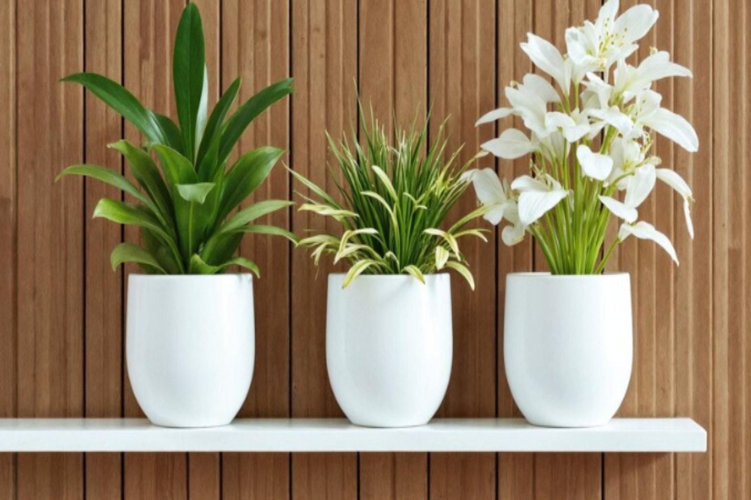Plantas do Inverno