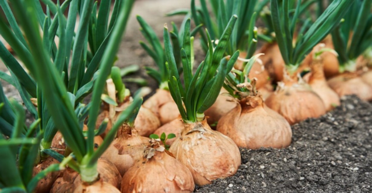 Plantar Cebolas