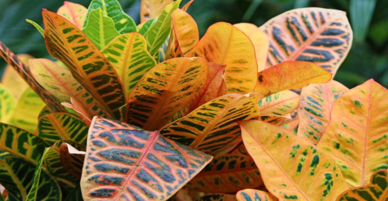 Planta 2 de Julho