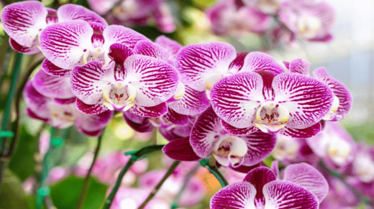 Orquídeas floridas