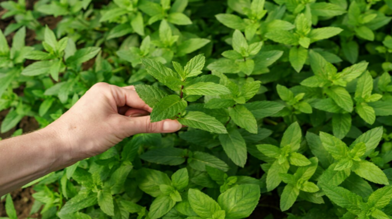 Plantas que Espantam Mosquitos