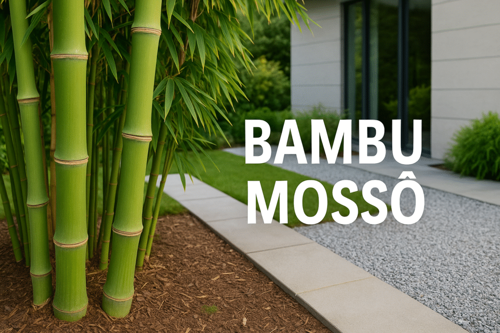 Bambu Mossô