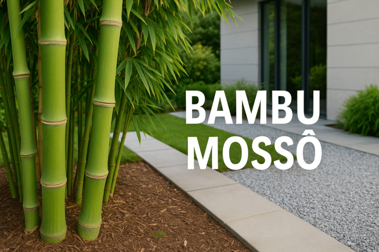 Bambu Mossô