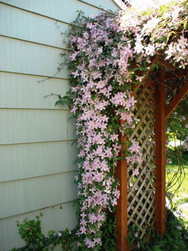 Flores que Escalam na Sombra: Descubra as Trepadeiras que Transformam Seu Jardim