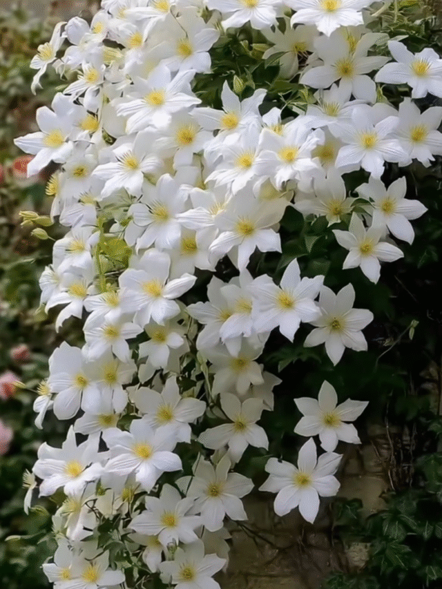 Trepadeiras incansáveis que florescem o ano inteiro