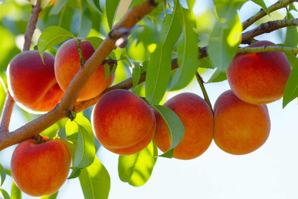 Frutíferas