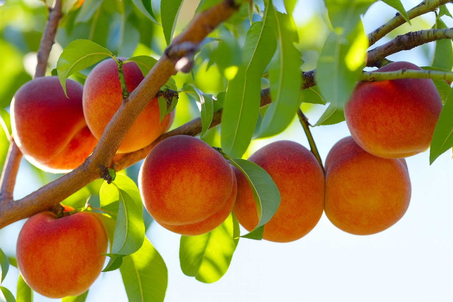 Frutíferas