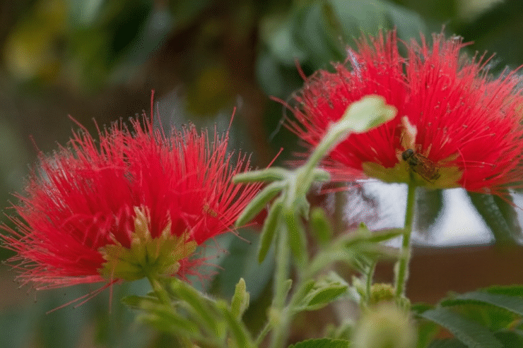 Caliandra