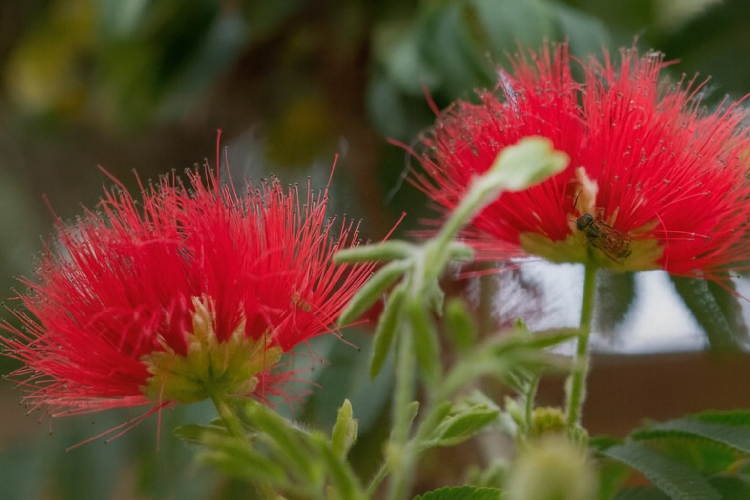 Caliandra